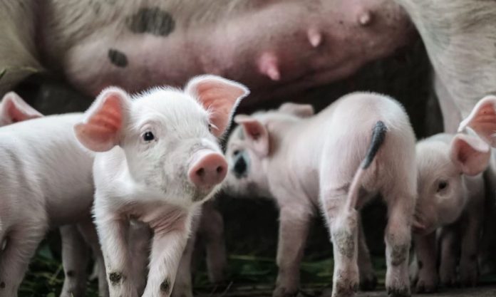 porci
