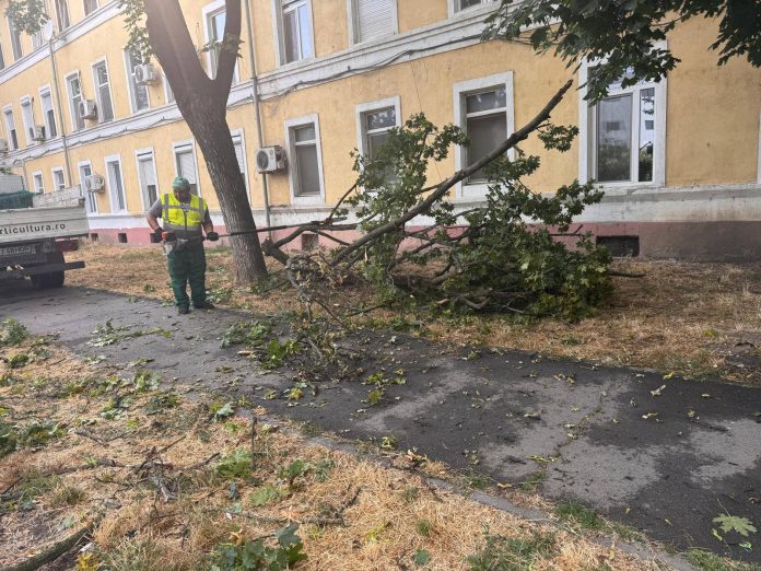 copac.cazut.timisoara