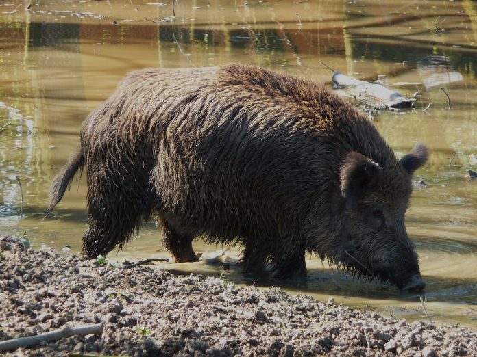 porc.mistret